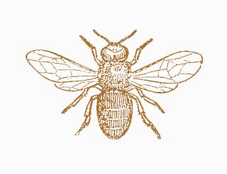 Antique Images: Insect Clip Art: Black and White Illustration of Drone Bee Insect Vintage Bee Tattoo, Vintage Bee Hive, Vintage Honey Bee, Drone Bee, Bee Printables, Bee Images, Bee Drawing, Bee Clipart, Bee Illustration