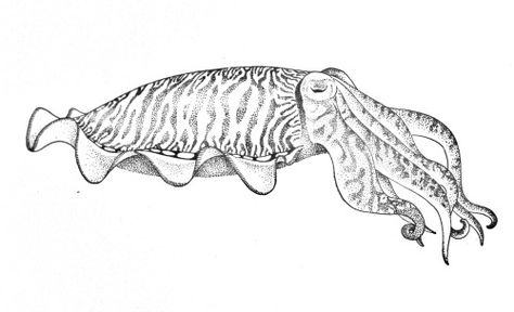 This is the sample cuttlefish which someone caught from the jetty. I drew it at the jetty. This is what I do when I'm not teaching Cuddlefish Tattoos, Cuttlefish Drawing, Cuttlefish Tattoo, Cuttlefish Art, Sea Tattoo, Ocean Tattoos, Sea Art, Animal Sketches, Lion Tattoo