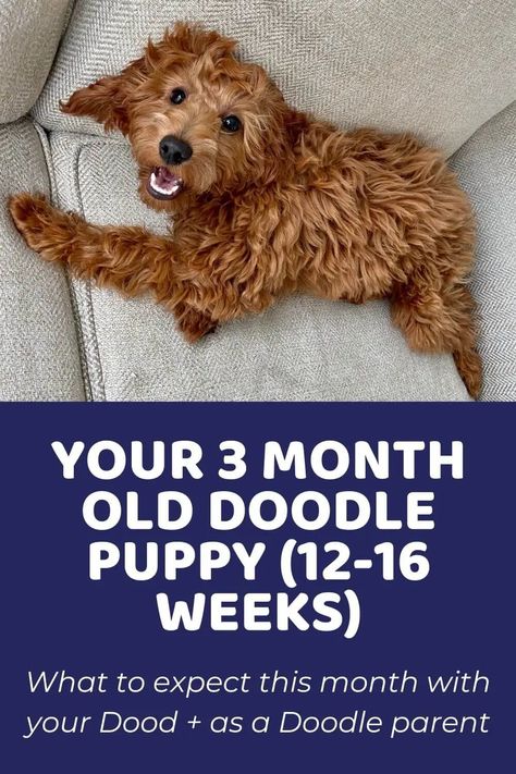 Your 3-Month Old Puppy (Your Doodle at 12-16 Weeks) - Doodle Doods Apricot Goldendoodle Standard, Goldendoodle Training, Puppy Doodle, Feeding Puppy, Puppy Schedule, Goldendoodle Grooming, Mini Goldendoodle Puppies, 3 Month Old, Puppy Coats