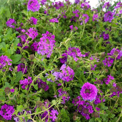 Buy Verbena Homestead Purple Online | Garden Goods Direct Verbena Homestead Purple, Deer Resistant Perennials, Hummingbird Moth, Purple Plants, Sun And Water, Attract Butterflies, Plant Sale, Ground Cover, Rock Garden