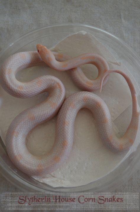 Opal Motley Corn Snake Snake Breeds, Snake Photos, Cool Snakes, Corn Snake, Blue Corn, White Corn, Beautiful Snakes, Human Babies, Ball Python