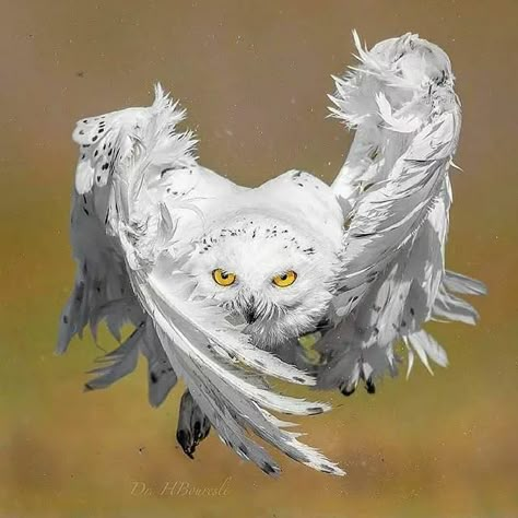 Owl Cat, Snow Owl, Owl Pictures, Beautiful Owl, Owl Lovers, Wildlife Photos, Animal References, Snowy Owl, Animal World