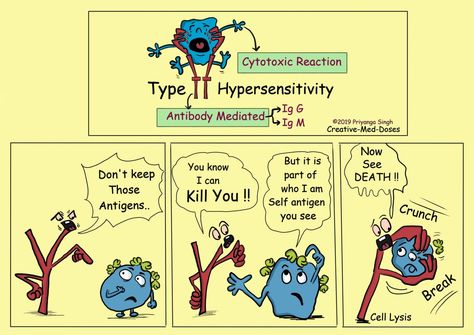 Type II Hypersensitivity-Antibody Mediated - Creative Med Doses Hypersensitivity Reactions, Graves Disease, Muscle Weakness, Primary Care Physician, Cell Membrane, Thyroid Hormone, Primary Care, Biology, Google Search