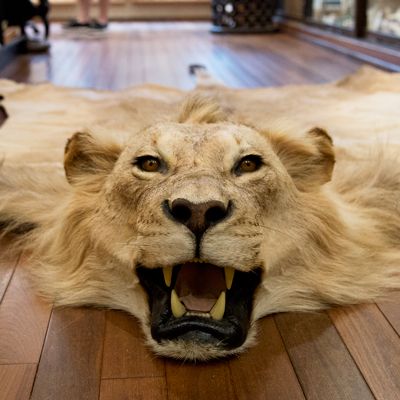 African Lion Skin Rug Second only to the tiger in size, the African Lion is considered among the most amazing of the big cats.  This vintage mount is an absolutely huge male with a beautiful mane. This is an exceptional specimen, and great attention has been paid to capturing the lion's intimidating snarl and piercing brown eyes. The black felt lining will help to ensure many years of enjoyment. Lion Snarl, Cats In The Wild, Lion Rug, Lion Skin, Animal Skin Rug, Animal Taxidermy, Big Cat Rescue, Nature Science, Skin Rugs