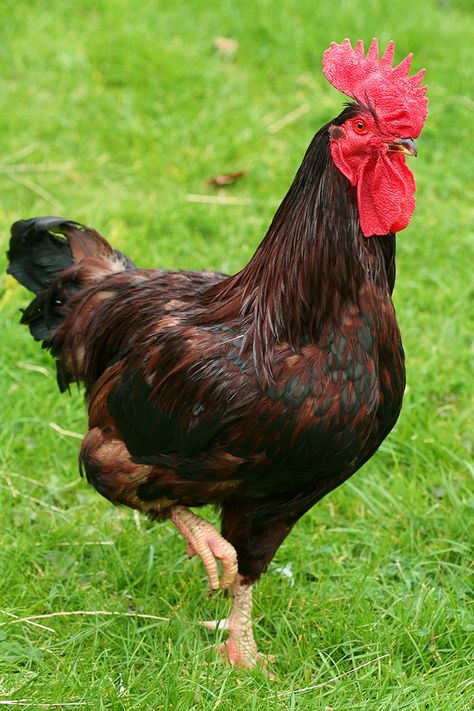 Rhode Island Red Chickens   I had a RIR in high school & she was an awesome layer but very fiesty with the other hens. Rhode Island Red Chickens, Fell Pony, Laying Chickens Breeds, Chicken Wallpaper, Laying Chickens, Best Egg Laying Chickens, Chicken Images, Chicken Drawing, Egg Laying Chickens