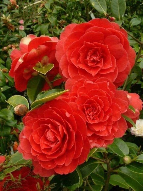 https://www.facebook.com/flowers.143myinspiration/photos/a.741695622650503/1301423076677752/?type=3&theater Red Camellia Flower, Camelia Japonica, Different Types Of Seeds, Red Camellia, Camellia Japonica, Seed Packaging, Camellia Flower, Gardening Advice, Organic Plants