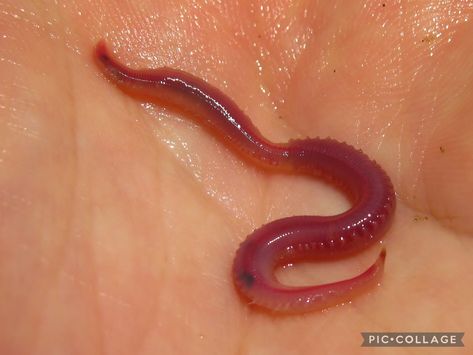 blood worm the blood worm such as a red rooster such as a fried chicken fries chicken nuggets and coke the blood worm enemies of a x ray tetra and axolotl Alaskan Bull Worm, Polychaete Worm, Vegan Worms And Dirt, Who Up Playing With Their Worm, Red Wiggler Worms, Fried Chicken Nuggets, Red Rooster, Chicken Nuggets, Fried Chicken