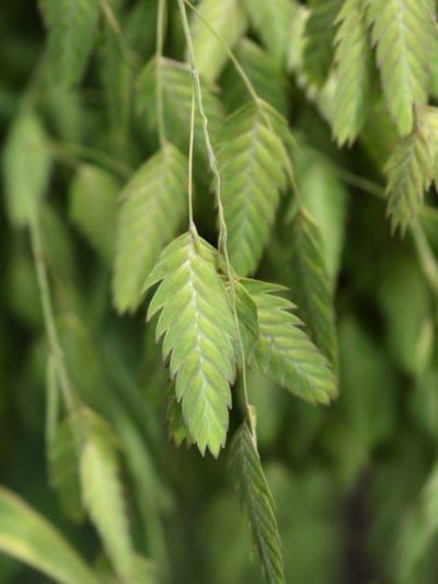 Chasmanthium Latifolium, Northern Sea Oats, Sea Oats, Lawn Alternatives, Ornamental Grass, Seed Heads, Light Salmon, Coastal Gardens, Seed Catalogs