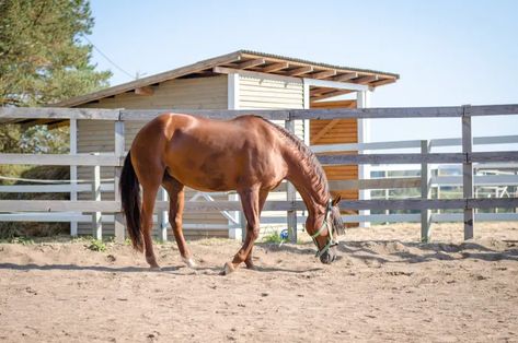 Horse Dry Lot Ideas, Horse Dry Lots, Dry Lots For Horses, Horse Paddocks, Mini Horse Barn, Horse Farm Layout, Pasture Management, Horse Pens, Horse Shed