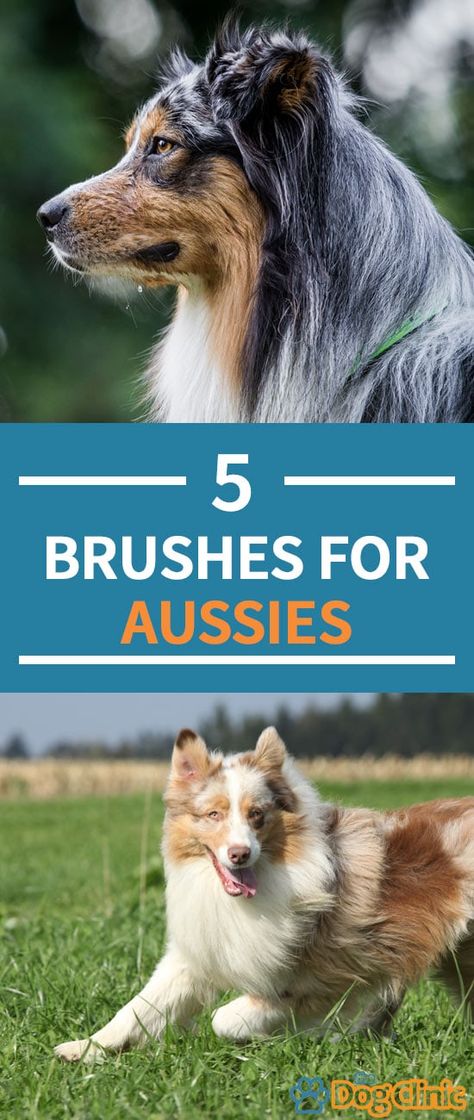 Groomed Australian Shepherd, Australian Shepherd Haircut Styles, Aussie Haircut Styles, Australian Shepherd Haircut, Aussie Grooming Styles, Australian Shepherd Grooming Styles, Australian Shepherd Grooming, Mini Aussie Shepherd Training, Grooming Australian Shepherd