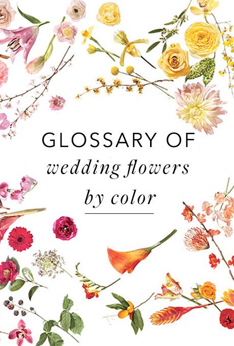 Flowers By Color, Dream Wedding Bouquet, Flower Guide, Wedding Arrangements, Arte Floral, Flower Bouquet Wedding, Types Of Flowers, Trendy Wedding, Plan Your Wedding