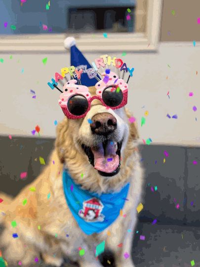 Funny Animal Birthday Wishes, Happy Birthday Dogs Funny, Happy Birthday Dog Images, Funny Dog Birthday Wishes, Happy Birthday Wishes With Dogs, Happy Birthday Dog Lover Funny, Happy Birthday Animals Funny, Happy Birthday Dog Gif, Happy Birthday Dog Meme