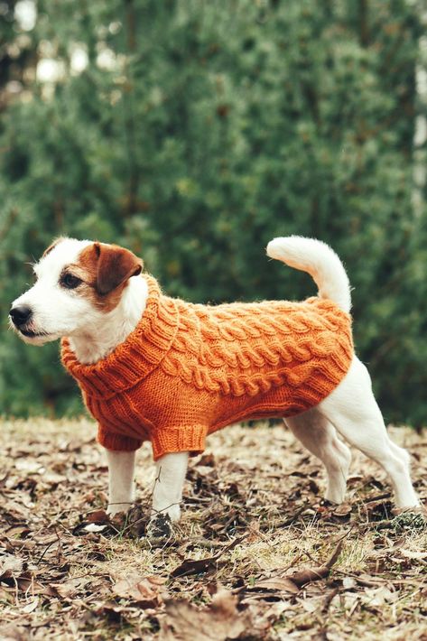 Dog Exercise, Orange Sweater, Bull Terrier Dog, Russell Terrier, Family Dogs, Jack Russell Terrier, Dog Photography, Pitbull Terrier, Training Your Dog