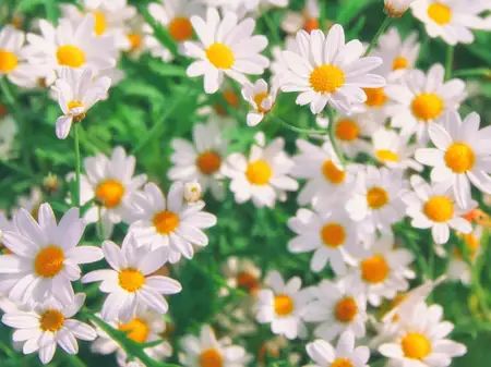 German Chamomile Plant Care: Water, Light, Nutrients | Greg App 🌱 Chamomile Growing, Chamomile Plant, German Chamomile, Marble Queen Pothos, Nerve Plant, Plant Nutrients, Fast Growing Plants, Peace Lily, Money Trees