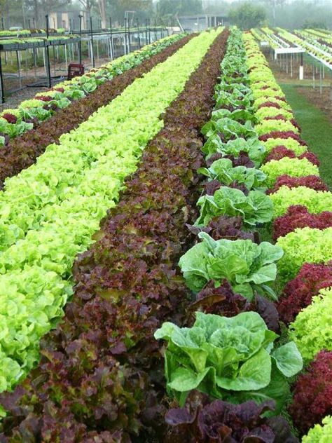 Soon... Aquaponics Fish, Aquaponics Diy, Vegetable Garden For Beginners, Aquaponics System, Veg Garden, Vegetable Gardens, Hydroponic Gardening, Vegetable Garden Design, Garden Layout