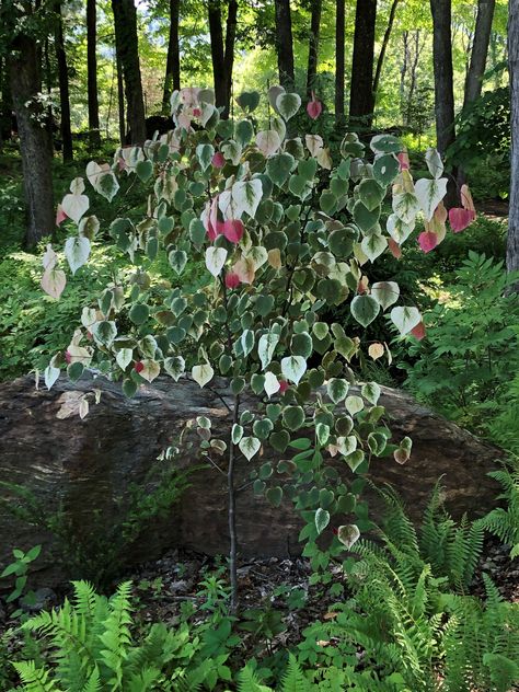 Cercis Canadensis Carolina Sweetheart, Cercis Canadensis, Red Bud, Front Garden Landscape, Landscaping Plants, Back Garden, All Plants, Front Garden, Trees To Plant