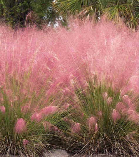 What To Plant On A Slope, Planting On A Slope, Slope Planting, Muhlenbergia Capillaris, Pink Grass, Ornamental Grass, Grasses Landscaping, Sloped Garden, Grasses Garden