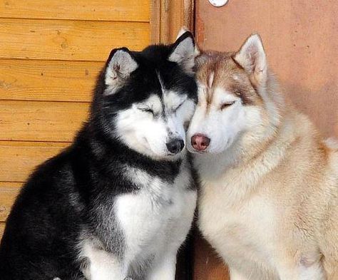 Husky Dogs, Husky, Dogs