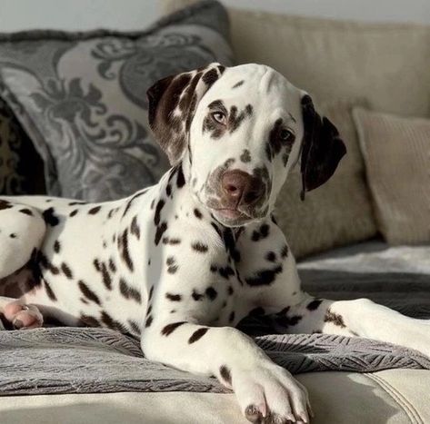 Dalmatian Brown Spots, Brown Spotted Dalmatian, Brown Dalmatian, Dalmatian Dogs, Dream Dog, Dog Ideas, Dog Trainer, Cute Pics, Doberman