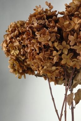 3 Stems of Natural Preserved Brown Hydrangeas Flowers Brown Hydrangea Flowers, Autumn Hydrangea, Dead Flowers, Preserved Hydrangea, Growth And Decay, Dried Hydrangeas, French Beaded Flowers, Time Limit, Brown Flowers