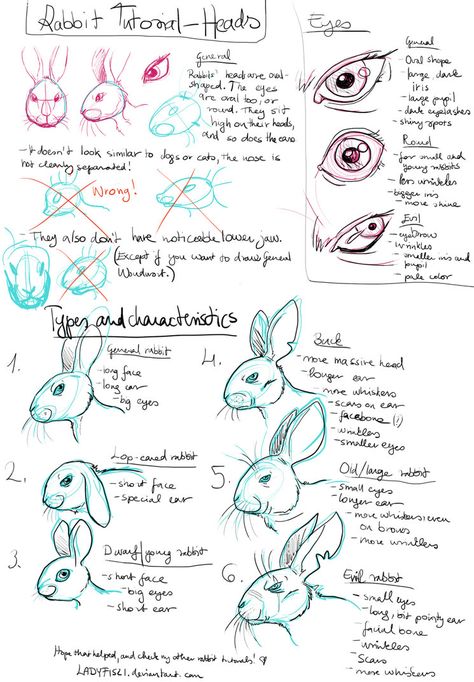 Rabbit Drawing tutorial pt1 - Characteristics by LadyFiszi Rabbit Drawing Tutorial, Rabbit Anatomy, How To Draw Ears, Rabbit Drawing, Bunny Drawing, Animal Study, Rabbit Art, Bunny Art, Anatomy Drawing