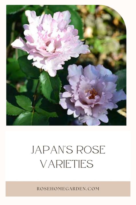 Embark on a journey through Japanese roses, where nature's artistry and human ingenuity intertwine. From the classic elegance of tea roses to the lush profusion of floribundas, these varieties celebrate Japan's rich horticultural heritage. Pin these captivating blooms to curate your Pinterest garden of Japanese floral splendor. 🌼🌹 #rosegarden #flowergardensforbeginners Japanese Rose Garden, Japanese Rose, Heritage Rose, Pinterest Garden, Rose Varieties, Types Of Roses, Shrub Roses, Autumn Lights, Rose Bush