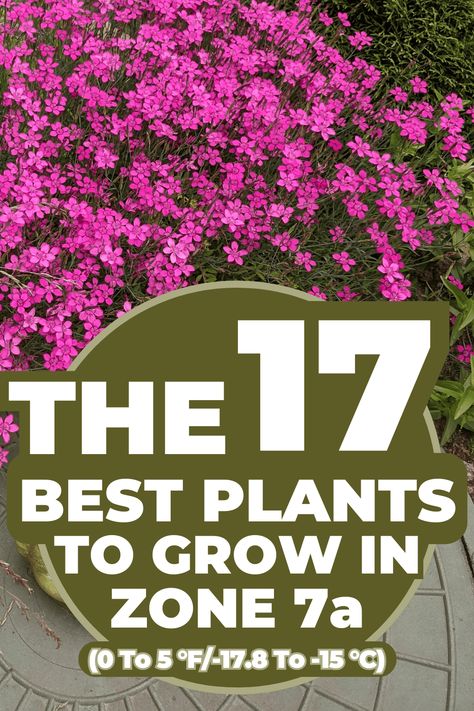 The 17 Best Plants to Grow in Zone 7a (0 to 5 °F/-17.8 to -15 °C) Zone 7 Landscaping Ideas, 7a Planting Zone, What Planting Zone Am I In, Plants For Zone 7 Landscapes, Zone 7a Planting Schedule, Zone 7 Perennials Garden Ideas, Zone 7 Flower Garden, Zone 7a Landscaping, Zone 7 Landscaping Front Yards