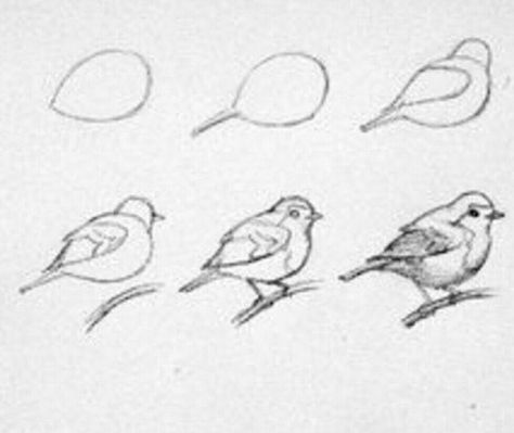 How To Draw A Pigeon Step By Step, Simple Bird Sketch, Draw Birds Easy Step By Step, How To Draw Whimsical, How To Paint Birds, How To Paint A Bird, Bird Reference Drawing, How To Draw Birds Easy, How To Draw A Bird Step By Step