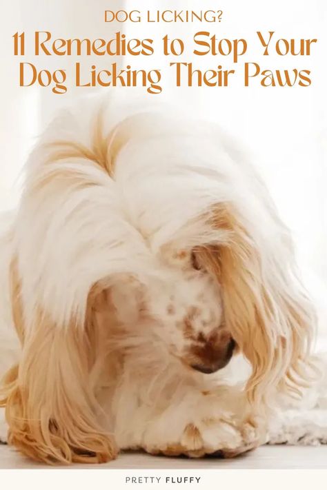 cocker spaniel licking its paws If Dog Licks Paw, Why Do Dogs Lick Paws, Itching Remedies, Why Do Dogs Lick, Dog Spray, Paw Care, Allergy Remedies, Dog Health Tips, Pet Paws