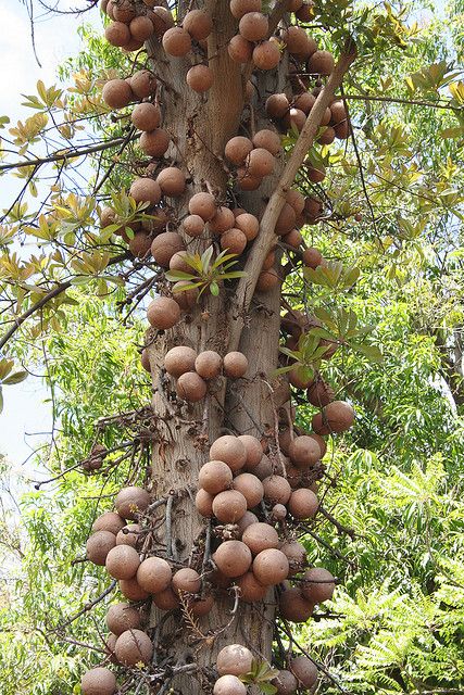 Abricó de Macaco Cannonball Tree, Rainforest Trees, Brazil Nut, Tree Family, Tropical Tree, Old Trees, Beautiful Fruits, Unusual Plants, Fruit Plants