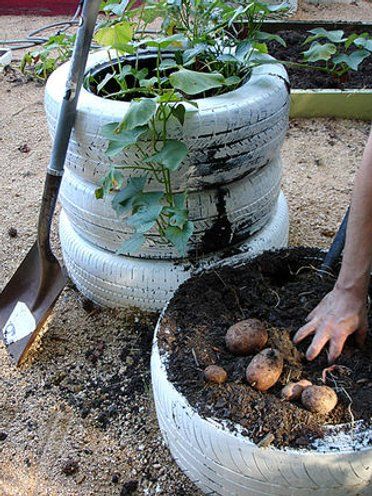 Picture of Tater-tire Organic Fertilizers, Recycled Tires, Tire Swings, Grow Potatoes, Tire Garden, Tire Planters, Planting Potatoes, Lawn Art, Plants Growing