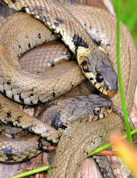 Two Grass Snakes - Natrix natrix European Wildlife, Grass Snake, Colorful Snakes, Heads Together, Snakes And Ladders, Pond Life, Beautiful Snakes, British Wildlife, Reptiles And Amphibians