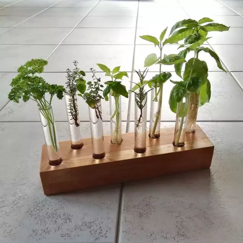 Plant propagation station - Imgur Test Tube Vase, Propagation Station, Support Plante, Plant Propagation, Types Of Succulents, Vase Crafts, Design Room, Propagating Plants, Crafts Beautiful