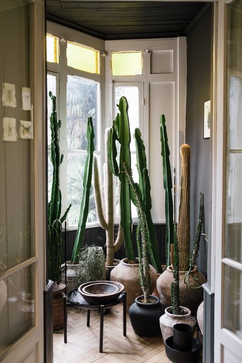 Cactus Inside House, Potted Cactus Indoor, Cactus In Home, Cactus Living Room Decor, Cactus Interior Design, Interior Cactus, Earth Room, Tall Cactus, Cactus Collection