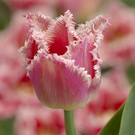 Bell Image, Tulip Bulbs, Garden Bulbs, Coral Flowers, Spring Bulbs, Pink Tulips, Cut Flowers, Flower Beds, Spring Flowers