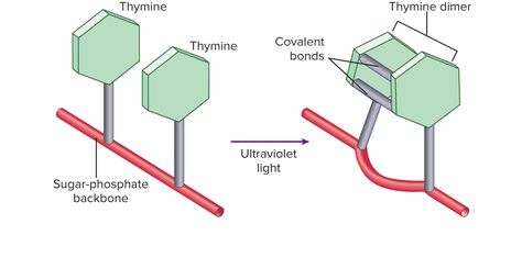 "Thymine Dimer Formation UV light causes covalent bonds to form between adjacent thymine nucleobases on the same strand of DNA, distorting the shape of the DNA... mutagenic action is indirect, resulting from the cell’s attempt to repair the damage by SOS repair". Photolyase fixes by removal of covalent bond. Excision enzyme also can fix by removing portion of damaged DNA and then DNA polymerase adds new bases with final seal from DNA ligase. Dna Ligase, Covalent Bonds, Dna Polymerase, Biology Major, Biology Projects, Covalent Bonding, Ultraviolet Light, Visible Light, Biochemistry