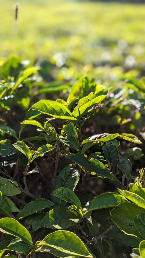 Tea Gardens, Black Tea Leaves, Tea Plant, Insta Post, Tea Leaf, Garden Photography, Tea Garden, Post Ideas, Insta Posts