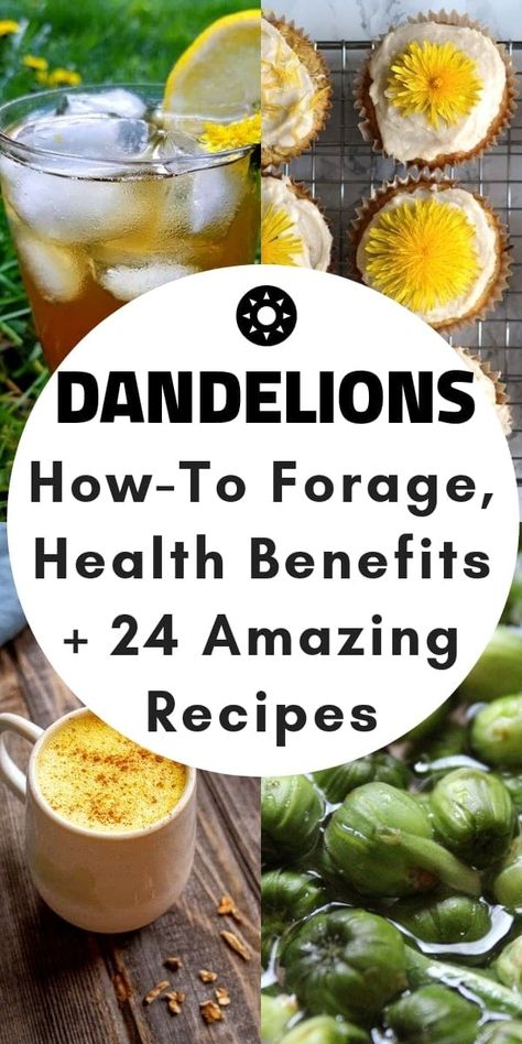 24 Dandelion Recipes Dandelion Drink Recipes, Things To Make With Dandelions, Dandelion Recipes Food, How To Eat Dandelions, How To Forage, Things To Do With Dandelions, Homemade Antibiotics How To Make, Foraging Dandelions, Foraging Tips