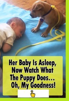 Boxer Dog Puppy, Cute Dog Quotes, Sleepy Puppy, Puppies Videos, Adorable Puppy, Watercolor Painting Techniques, Baby Puppies, Cute Funny Dogs, Dog Gifs