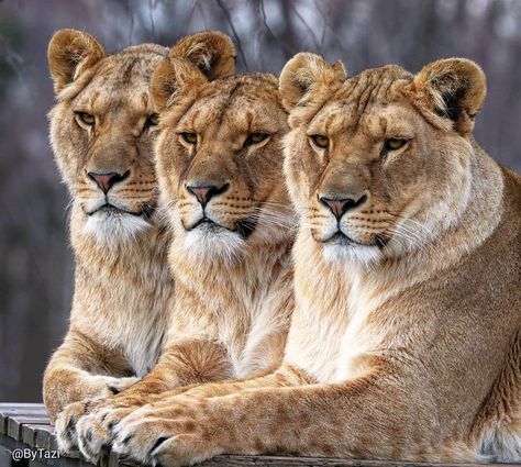 Three sisters 💕  #lioness #lionesses #sisters #pride #lion #lions #bigcats #wildlife #animal #ByTazi #BeekseBergen 2017… Leopard Painting, Lions Photos, Calligraphy Artwork, Three Musketeers, African Lion, Three Sisters, Wildlife Conservation, Love Pictures, Beautiful Cats