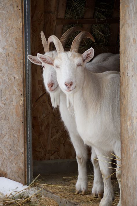 Animals Wallpaper Aesthetic, Cute Animals Wallpaper, G.o.a.t Wallpaper, Goat Fence, Goat Picture, Goat Paintings, Aesthetic Animals, Tattoo Animal, Goat Barn