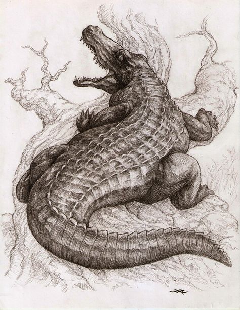 Crocodile Drawing, Snake Sketch, Alligator Tattoo, Crocodile Tattoo, Crocodile Illustration, Alligators Art, Pencil Drawing Ideas, Pencil Drawings Of Animals, Realistic Pencil Drawings