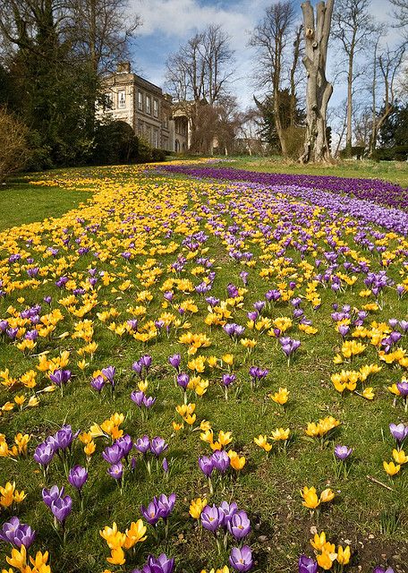 Frühling Wallpaper, Landscaping Projects, Crocus Flower, Spring Flowering Bulbs, Have Inspiration, Spring Bulbs, Purple And Yellow, Spring Garden, Front Garden