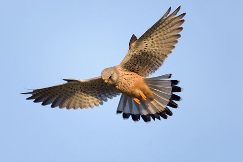 “The Windhover,” by G.M.Hopkins — The First Quantum Poem Kestrel Tattoo Design, Wildlife Protection, Bird Quotes, Bird Carving, British Wildlife, Animal Drawing, Country Park, Kestrel, White Owl