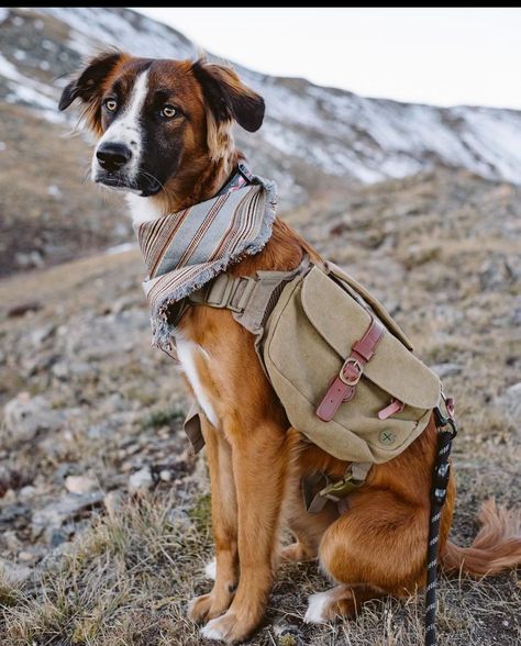 WOLF REPUBLIC (@wolf_republic) • Instagram photos and videos Easy Pets, Hiking Dogs, Dream Dog, Dog Backpack, Bag Dispenser, Adventure Gear, Dog Gear, Bernese Mountain Dog, Mountain Dogs