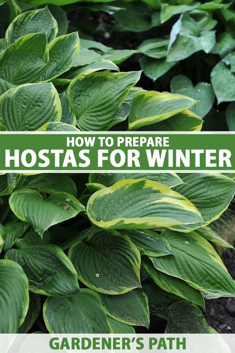 Transplant Hostas, Winter Care, Outside Plants, Hosta Gardens, Hosta Plants, Outdoor Gardens Design, Garden Oasis, Deck Garden, Backyard Oasis