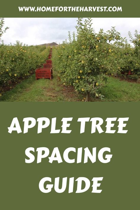 Apple tree spacing guide Fruit Tree Orchard Layout, Apple Tree Guild, Fast Growing Fruit Trees, Planting Apple Trees, Apple Tree Farm, Growing Apple Trees, Trees Backyard, Fruit Trees Backyard, Backyard Orchard