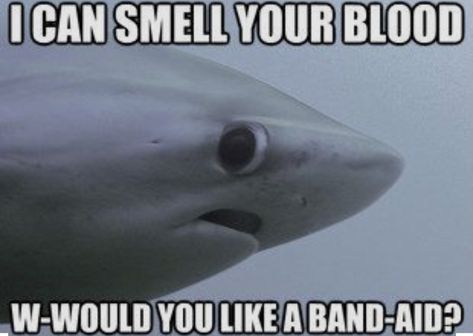 Shark Jokes, Misunderstood Shark, Shark Meme, Shark Facts, Shark Pictures, Shark Bait, Sharks Funny, Cute Shark, Shark Week