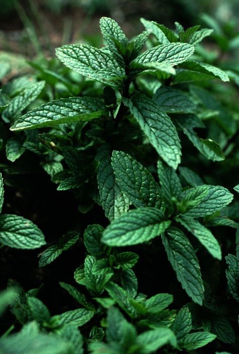 Glade Candles, Peppermint Plants, Leaf Photography, Mint Plants, Plant Photography, Candle Inspiration, Plant Aesthetic, Peppermint Oil, Art Gallery Wallpaper