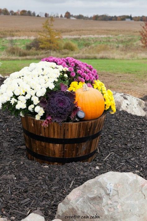 Whiskey Barrel Decorate For Fall Using Mums, Pumpkins, and Kale with a Small Solar Landscape Light to Show it All Off at Night Fall Yard Decor, Mums In Pumpkins, Fall Landscaping, Compost Tumbler, Decorate For Fall, Fall Mums, Solar Landscape Lighting, Fall Containers, Solar Landscape